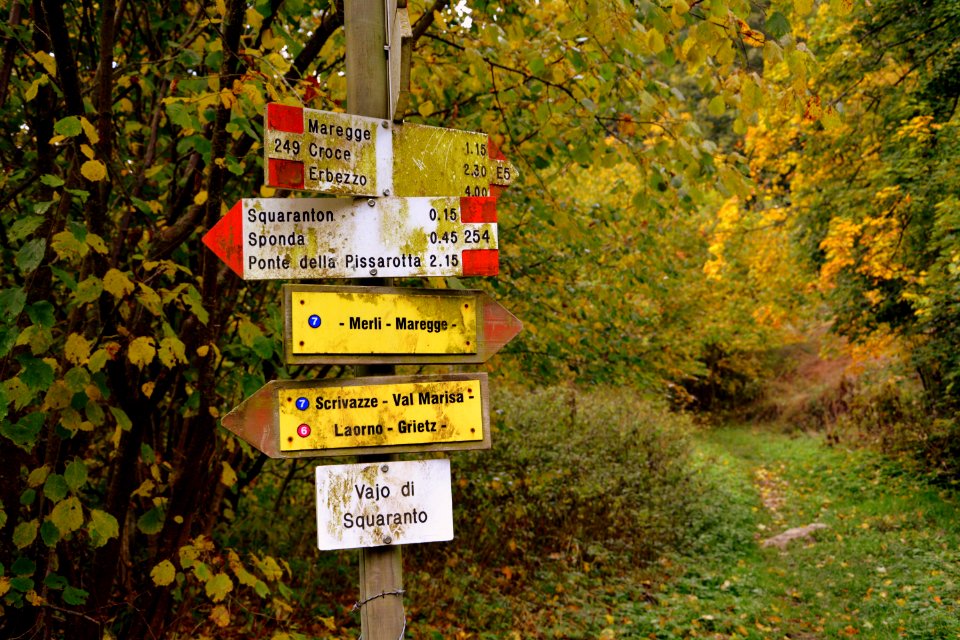 Nature Nature Reserve Yellow Leaf