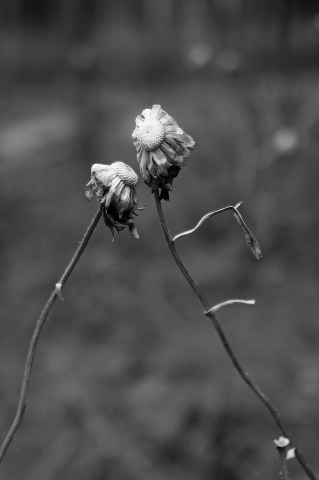 Plant nature black and white