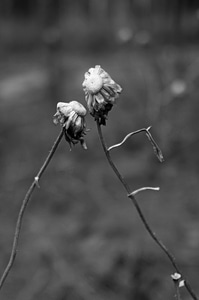 Plant nature black and white photo