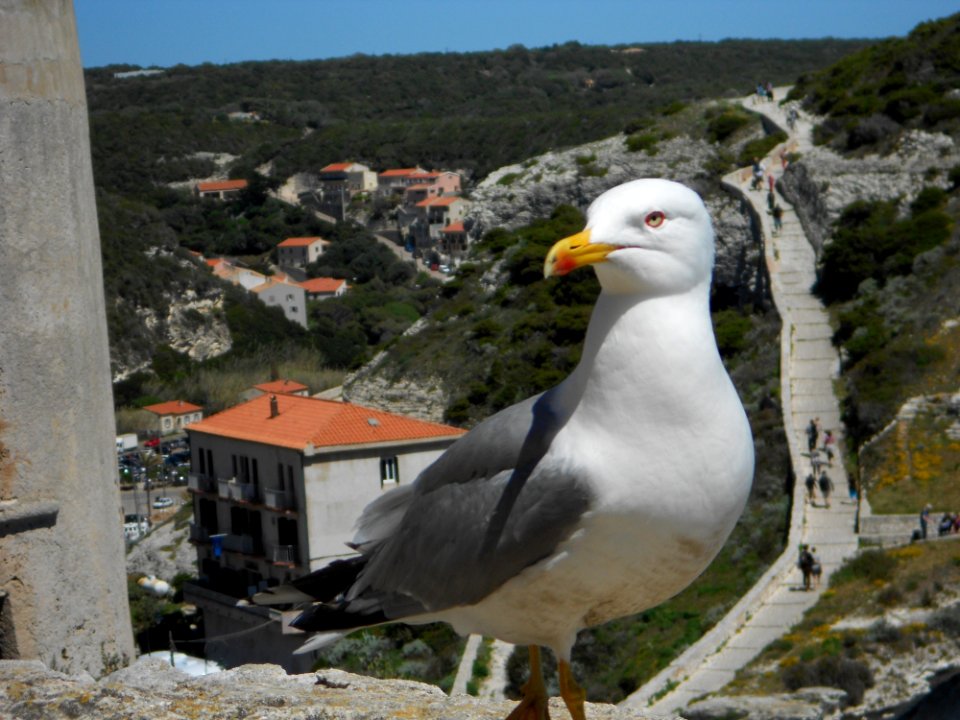 Bird Seabird Gull Fauna