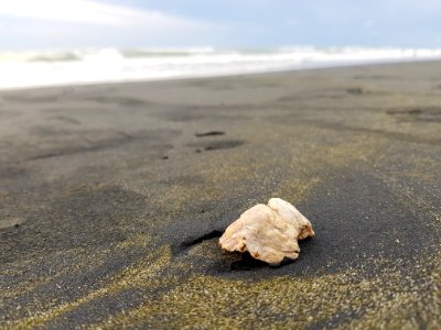 Sea Seashell Sand Shore photo