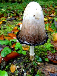 Mushroom Fungus Penny Bun Edible Mushroom