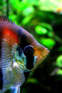 Green Marine Biology Fauna Freshwater Aquarium