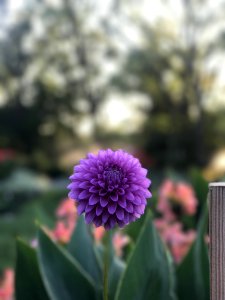Flower Purple Plant Spring