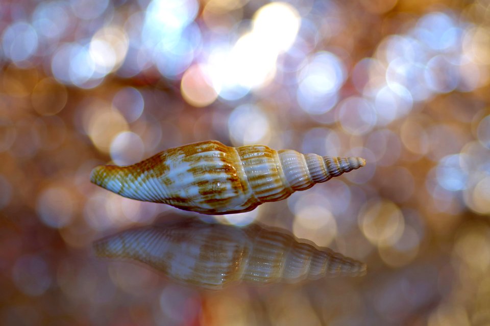 Seashell Close Up Macro Photography Fauna