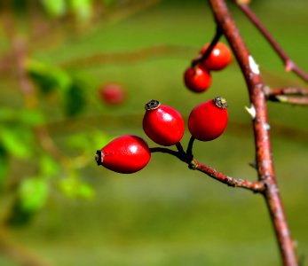 Rose Hip Berry Fruit Close Up