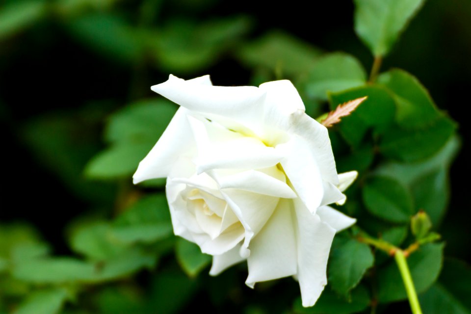 Flower Rose Family White Rose