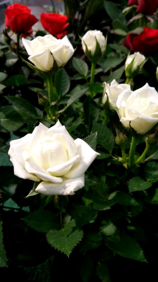 Flower Rose Rose Family Plant