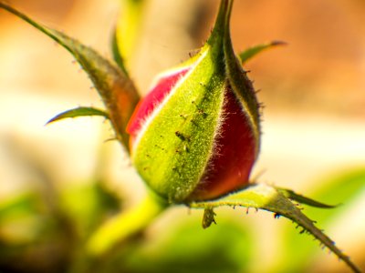 Bud Flora Vegetation Macro Photography