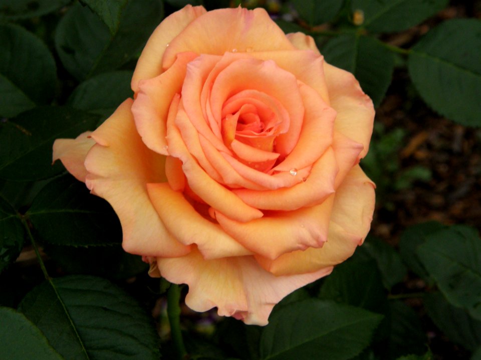 Rose Flower Rose Family Garden Roses