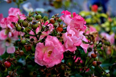 Plant Pink Flower Flowering Plant