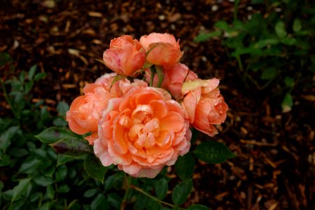 Rose Flower Rose Family Plant