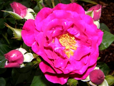 Flower Plant Rose Family Rose