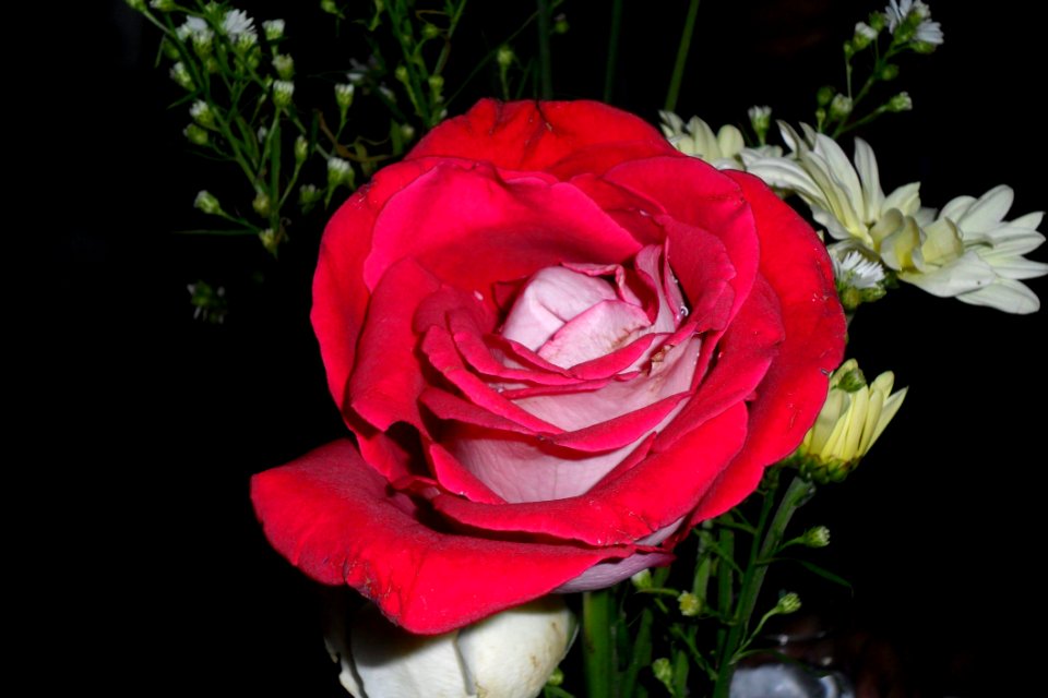 Flower Rose Rose Family Garden Roses