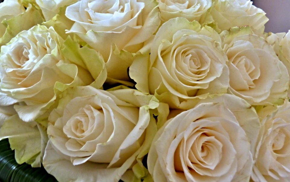 Flower Rose Rose Family Garden Roses