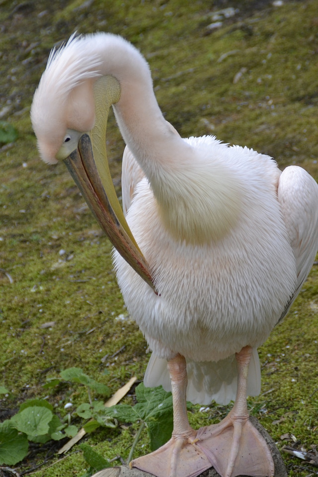 Animal bill water bird