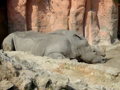 Rhinoceros Fauna Terrestrial Animal Wildlife
