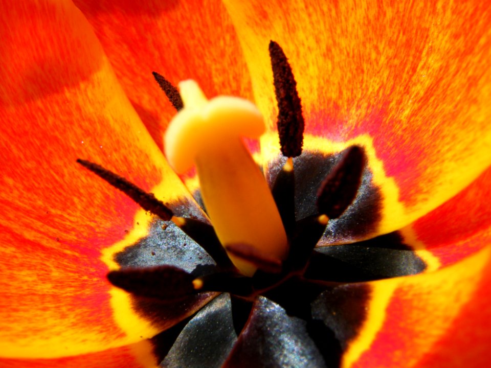 Flower Yellow Orange Pollen