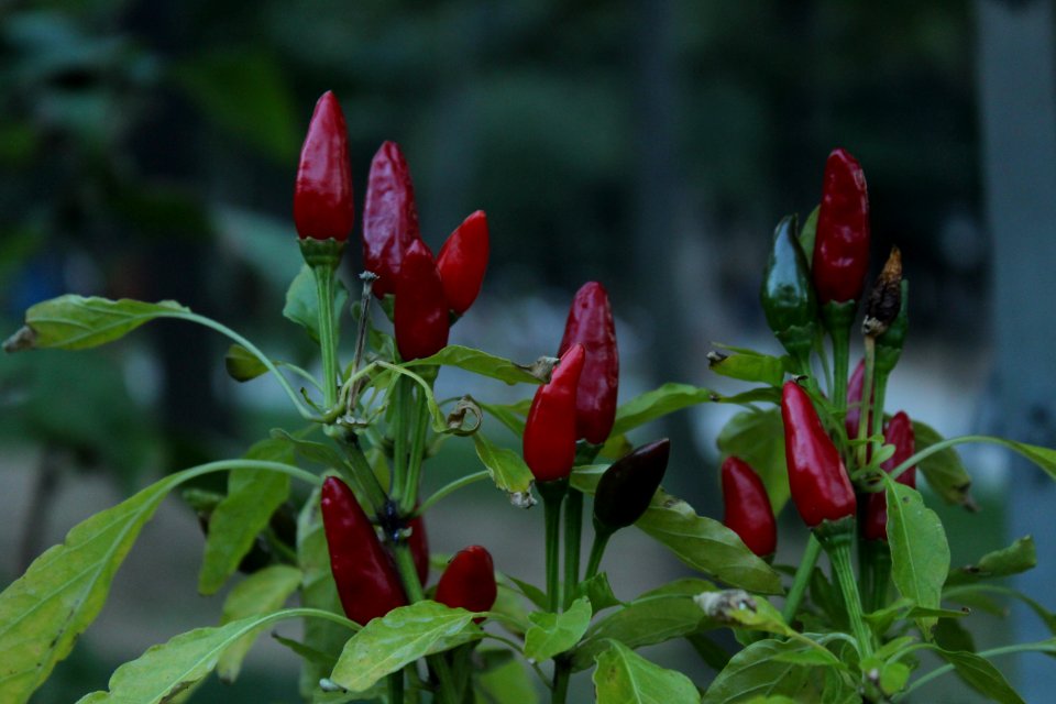 Plant Birds Eye Chili Flora Tabasco Pepper