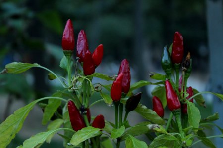 Plant Birds Eye Chili Flora Tabasco Pepper