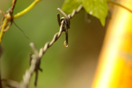 Branch Bird Fauna Leaf