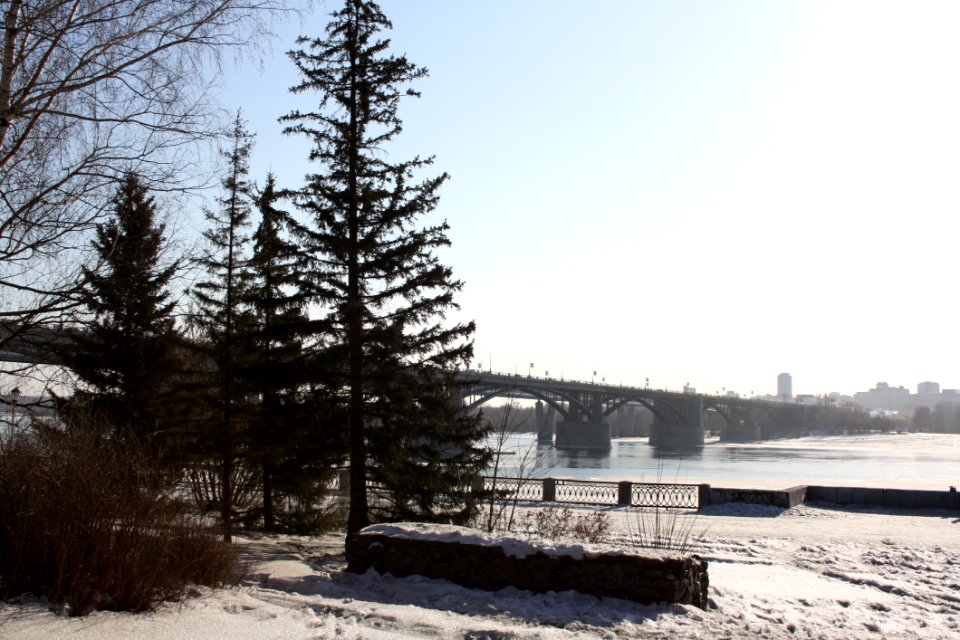 Winter Snow Tree Sky photo