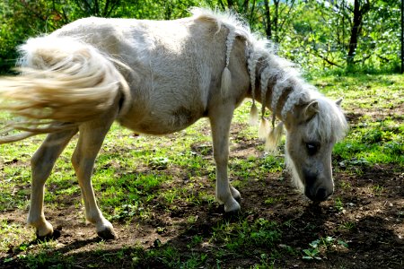 Horse Fauna Mane Horse Like Mammal photo