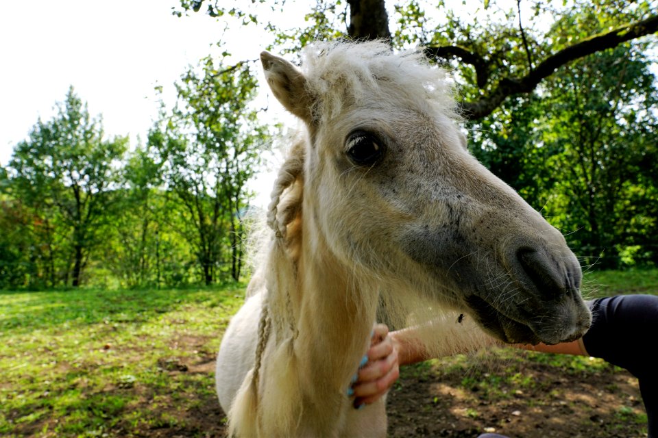 Horse Horse Like Mammal Fauna Mane