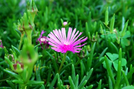 Flower Plant Flora Ice Plant
