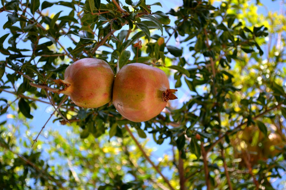 Fruit Tree Tree Fruit Branch