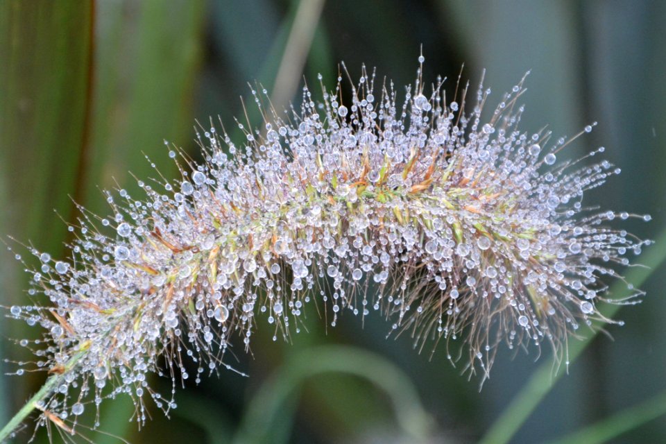 Flora Plant Moisture Water