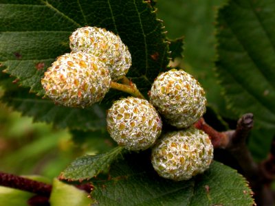 Close Up Subshrub Evergreen Macro Photography