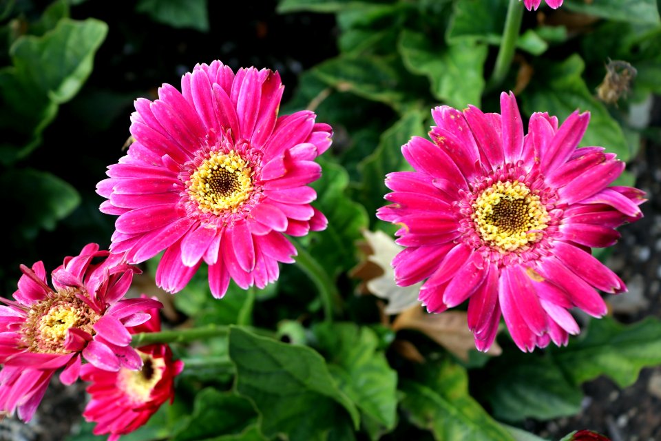 Flower Plant Flora Flowering Plant