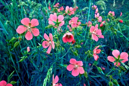 Flower Plant Flora Wildflower photo