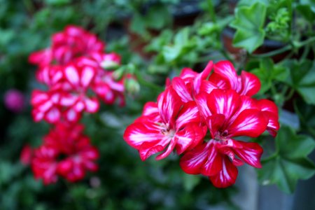 Flower Plant Pink Flora
