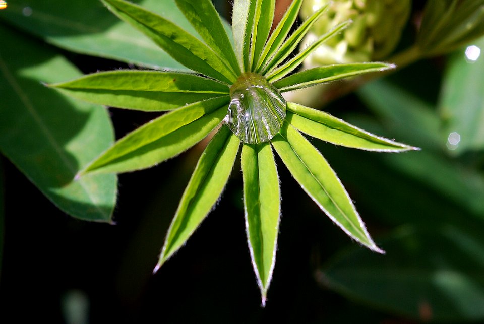 Plant Leaf Flora Vegetation