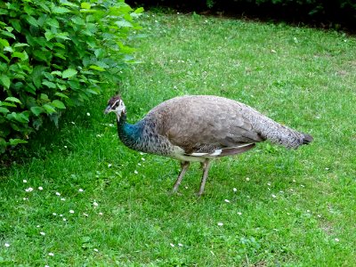 Bird Ecosystem Fauna Peafowl