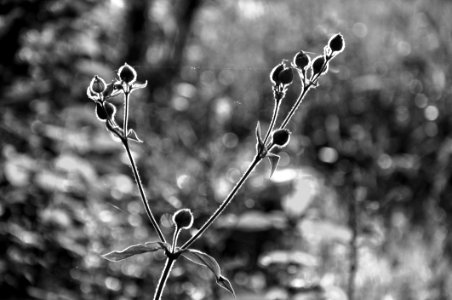 Black And White Nature Monochrome Photography Flora photo