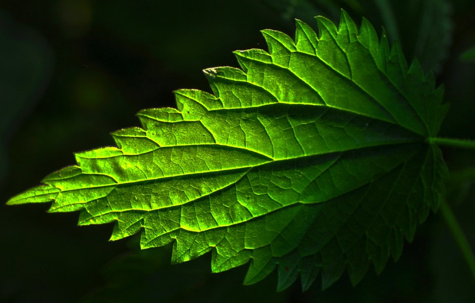 Leaf Green Vegetation Macro Photography