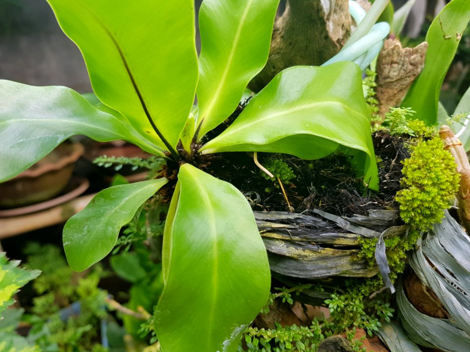 Plant Leaf Vegetation Flora