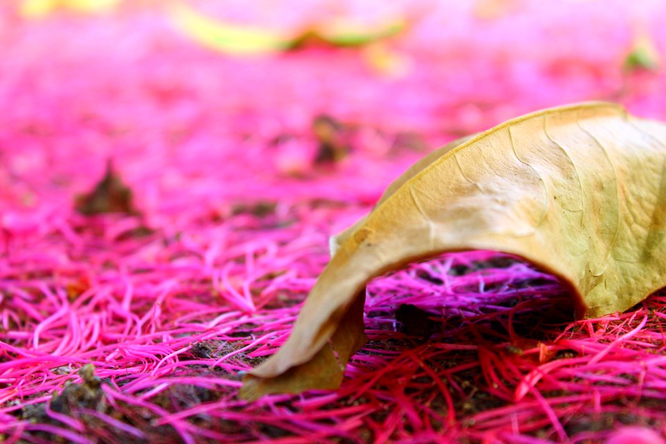 Pink Leaf Close Up Petal