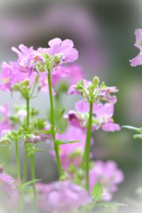 Flower Pink Flora Plant photo