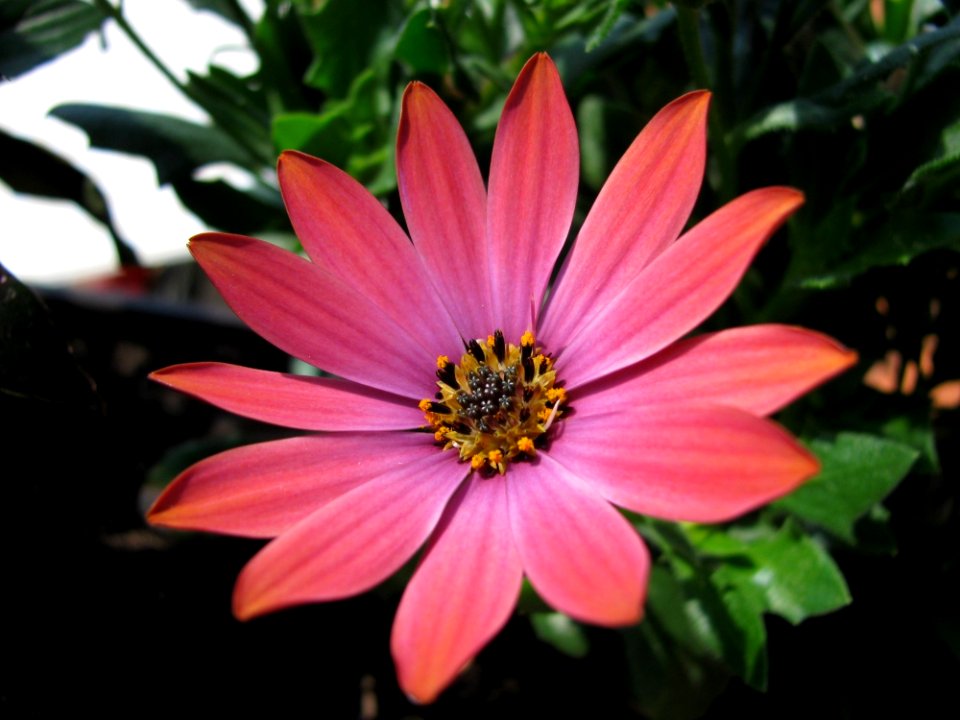 Flower Flora Plant Close Up