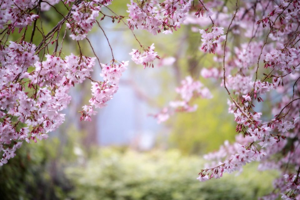Blossom Pink Flower Spring
