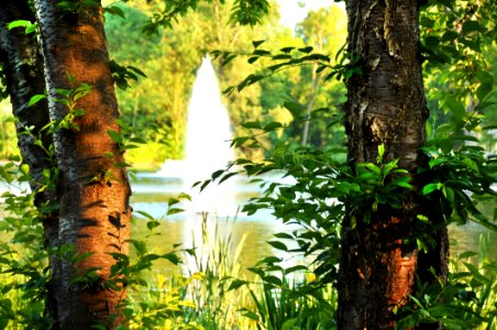 Vegetation Ecosystem Tree Leaf photo