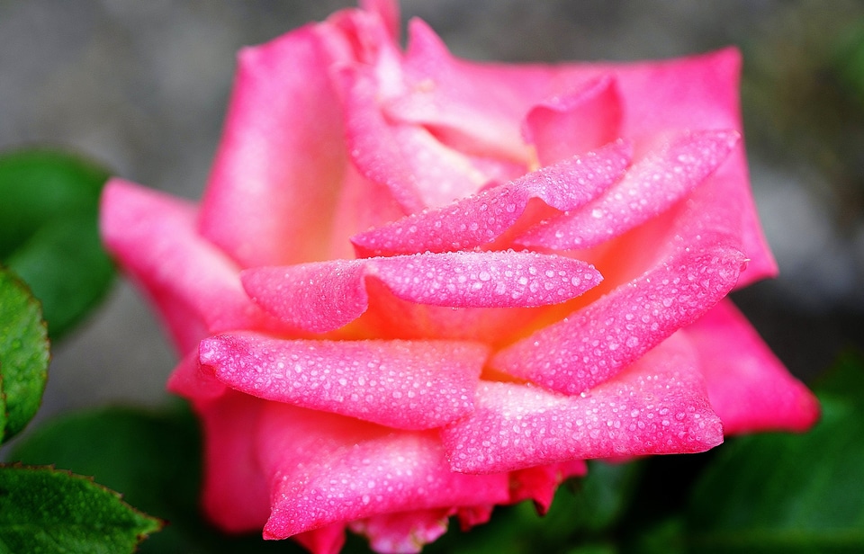 Flowers pink roses
