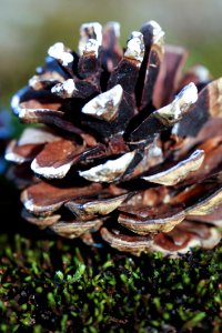 Fungus Tree Pine Family