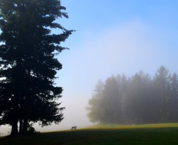 Sky Tree Mist Fog