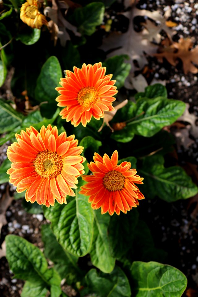 Flower Plant Flowering Plant Annual Plant