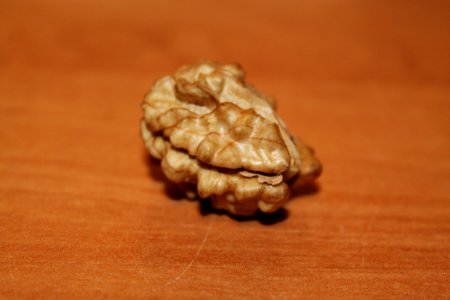 Tree Nuts Close Up Nut Macro Photography photo